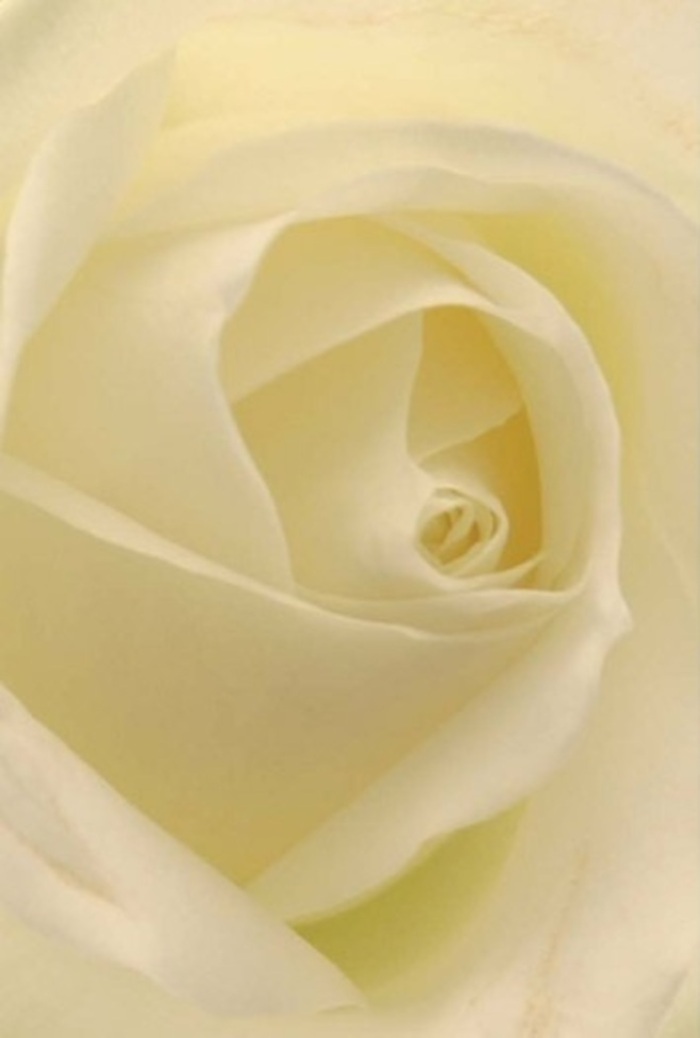 Gazing closely into the softly illuminated heart of a white rose, you're drawn into the harmonious layering of its cream and ivory petals-each unfurling with quiet sophistication familiar to those who treasure Crayford's gentle landscapes. The interplay of natural light and shadow lends the bloom a luminous quality, as though the flower contains the gentle radiance of a spring morning beside St. Paulinus Church. Every petal is a study in balance, their perfect spiral hinting at purity, while the subtle shifts from opaque to translucent evoke resilience amid fragility. As a florist in Crayford, I see this bloom as an ideal sentiment for profound moments-whether offered as an elegant centrepiece at a wedding near Crayford Town Hall, or a tender expression of regret, love, or remembrance. The composition exudes an unspoken serenity, with scent that is barely perceptible yet deeply evocative, echoing the tranquil character of our community. It's a rose that quietly elevates any heartfelt message, a true testament to the care and craftsmanship nurtured at Florist Crayford.